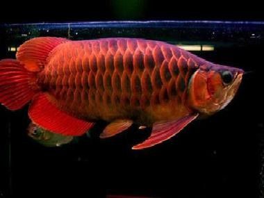 哪里可以購買到真正的辣椒紅龍魚：\