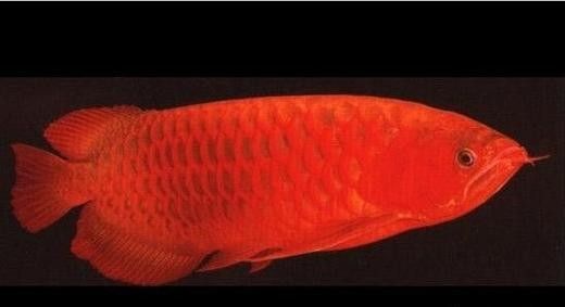 哪里可以購買到真正的辣椒紅龍魚：\