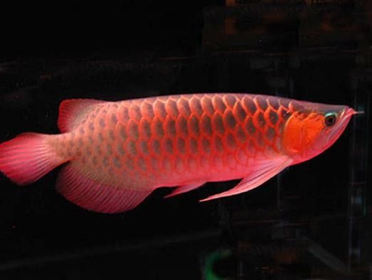 哪里可以購買到真正的辣椒紅龍魚：\