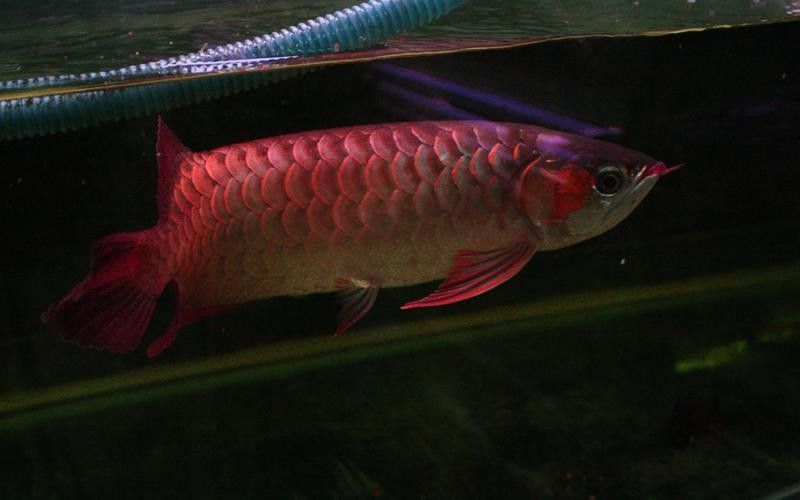 哪里可以購買到真正的辣椒紅龍魚：\
