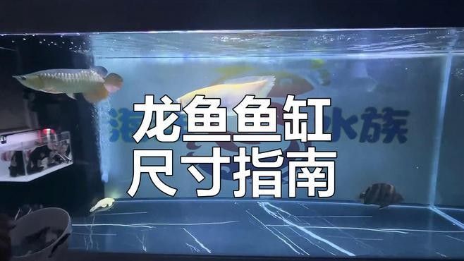 紅龍魚和飛鳳魚混養需要多大的魚缸？：紅龍魚與飛鳳魚混養時魚缸尺寸需同時滿足兩種活動需求
