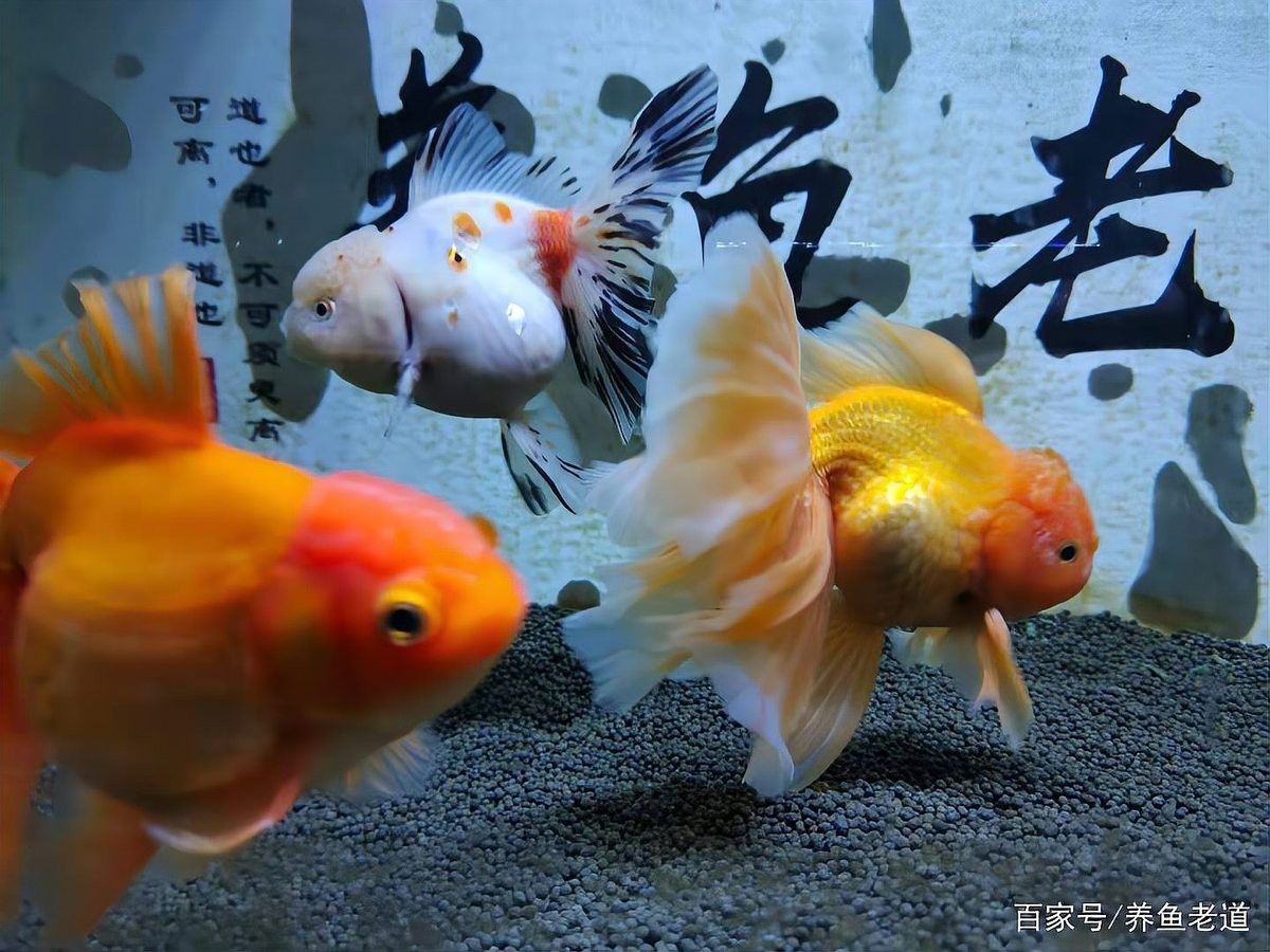 青龍魚繁殖難嗎：成功繁殖青龍魚需要注意哪些問題 青龍魚繁殖難嗎：成功繁殖青龍魚需要注意哪些問題 龍魚百科 第8張