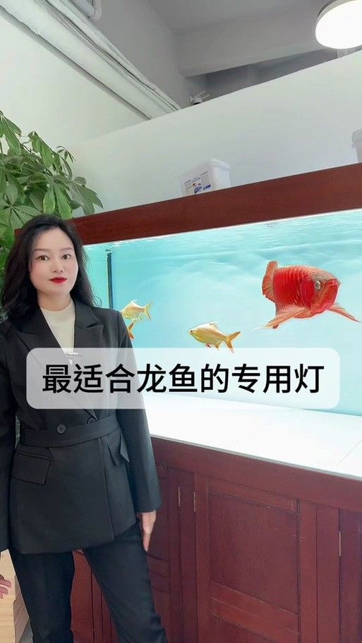 金龍魚(yú)燈光擺放位置圖：圖解金龍魚(yú)燈光擺放位置