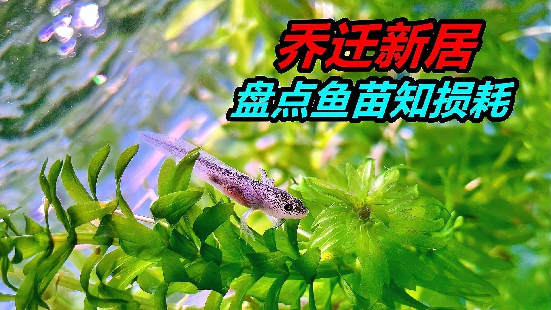 恐龍魚哪個品種最稀有：虎紋恐龍王白子種 恐龍魚哪個品種最稀有：虎紋恐龍王白子種 龍魚百科 第10張