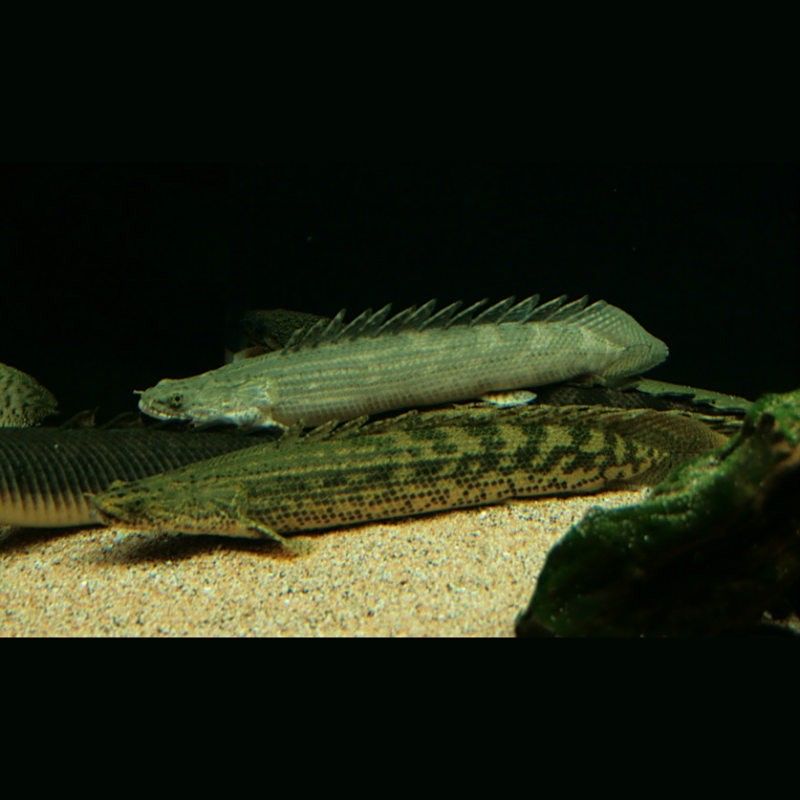 恐龍魚哪個品種最稀有：虎紋恐龍王白子種 恐龍魚哪個品種最稀有：虎紋恐龍王白子種 龍魚百科 第12張