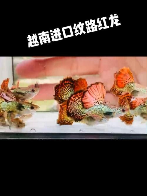 孔雀龍魚的價格是多少：孔雀龍魚好養嗎
