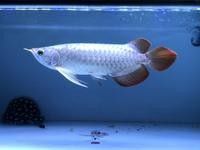 如何判斷龍魚(yú)是否內(nèi)傷：判斷龍魚(yú)是否內(nèi)傷需結(jié)合體表特征、行為變化及生理反應(yīng)綜合觀察