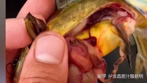 如何判斷龍魚(yú)是否內(nèi)傷：判斷龍魚(yú)是否內(nèi)傷需結(jié)合體表特征、行為變化及生理反應(yīng)綜合觀察