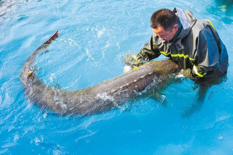 河源鱘龍魚的價格是多少：2018年9月30日全國主要批發市場鱘魚價格分析