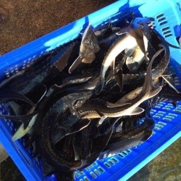 河源鱘龍魚的價格是多少：2018年9月30日全國主要批發市場鱘魚價格分析