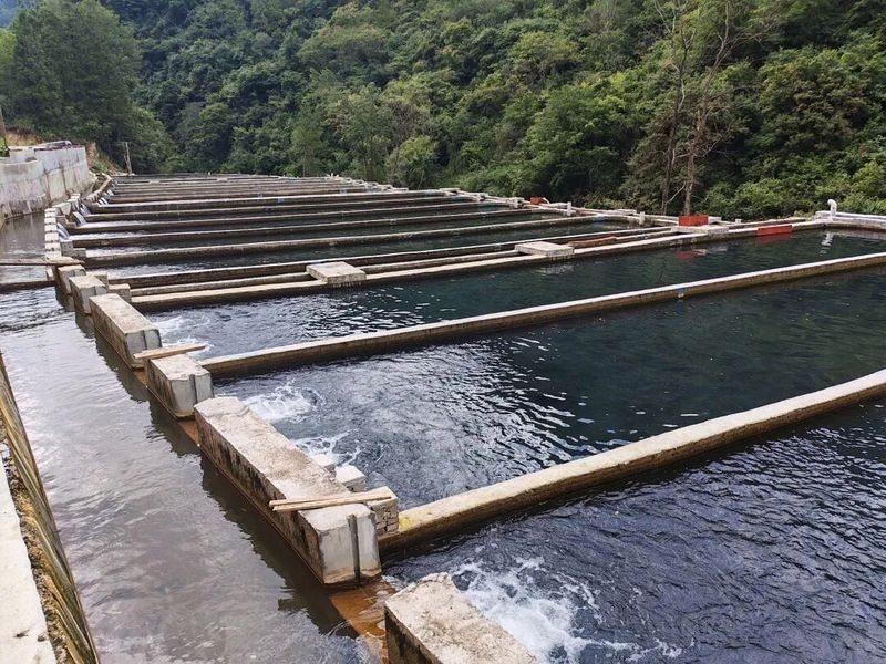 河源鱘龍魚的價格是多少：2018年9月30日全國主要批發市場鱘魚價格分析