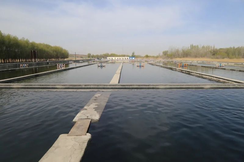河源鱘龍魚的價格是多少：2018年9月30日全國主要批發市場鱘魚價格分析