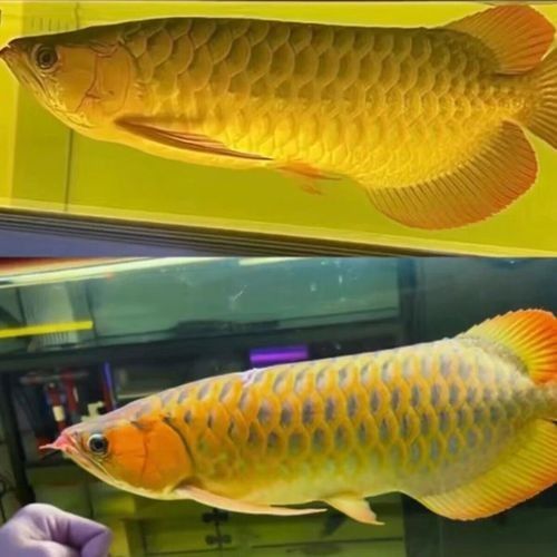 哪里可以購買到純種的高背金龍魚？：純種高背金龍魚推薦