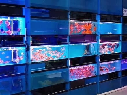 哈爾濱哪家龍魚商店口碑最好：哈爾濱與龍魚相關的商店