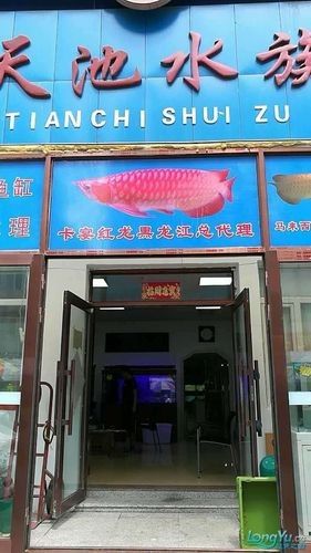 哈爾濱哪家龍魚商店口碑最好：哈爾濱與龍魚相關的商店
