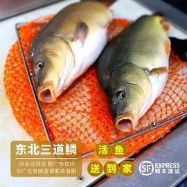哈爾濱龍魚商店有哪些品種：哈爾濱地區的龍魚商店主要提供以下品種