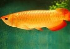 金龍魚公母怎么分視頻教程：如何區分金龍魚公母