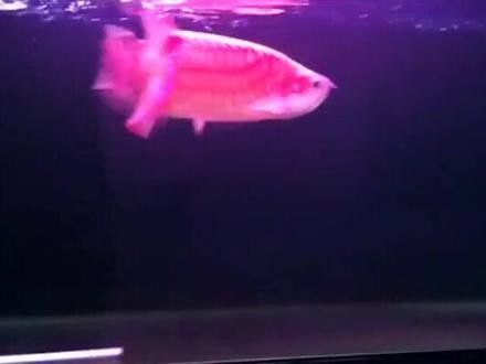 金龍魚公母怎么分視頻教程：如何區分金龍魚公母