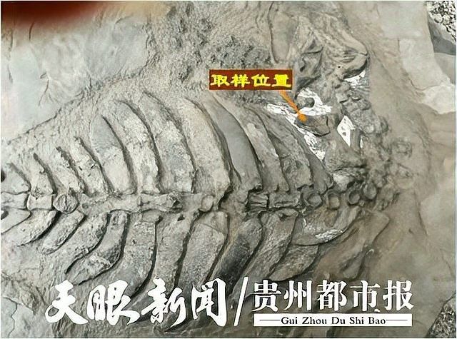 如何鑒定龍魚化石的真偽？：假化石鑒別指南