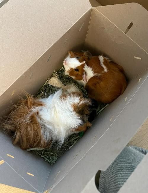 龍貓和荷蘭豬哪個更好養：養荷蘭豬要注意什么