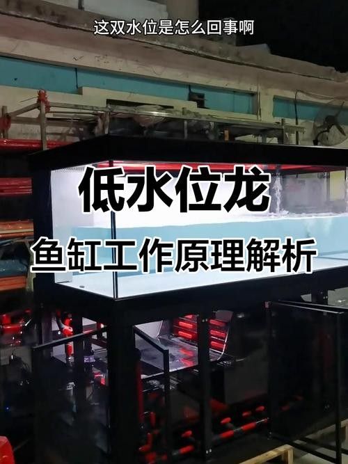 如何保持金龍魚缸內(nèi)水溫穩(wěn)定：金龍魚最佳水溫控制指南