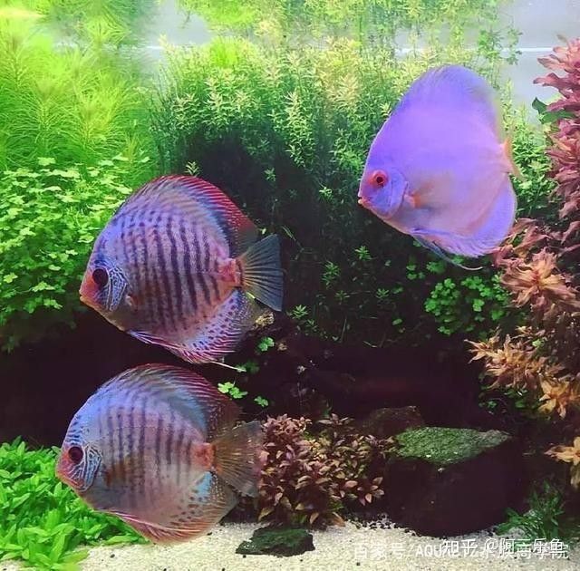 龍須貓魚混養(yǎng)適合哪些魚類：龍須貓魚混養(yǎng)的注意事項(xiàng)