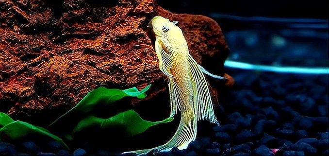 龍須貓魚混養(yǎng)適合哪些魚類：龍須貓魚混養(yǎng)的注意事項(xiàng)