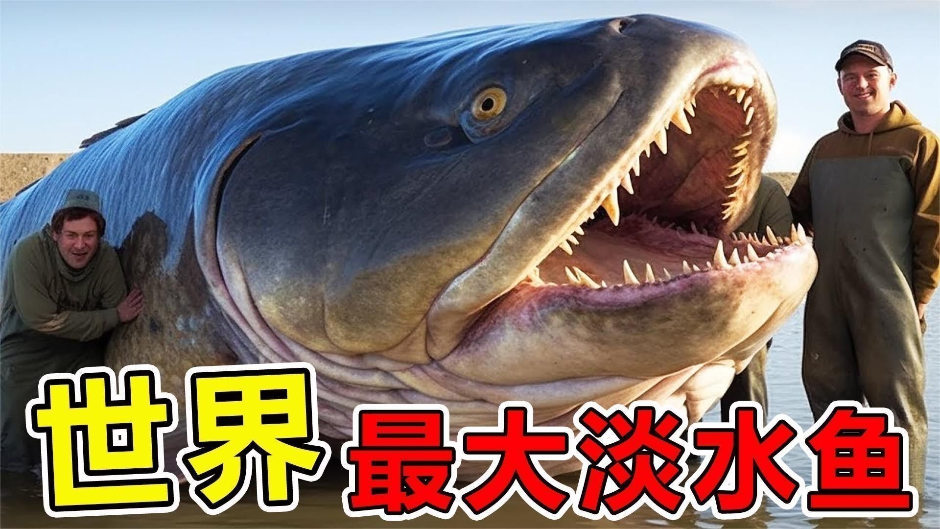 如何區分海魚和淡水魚：海魚和淡水魚有什么區別 如何區分海魚和淡水魚：海魚和淡水魚有什么區別 龍魚百科 第5張