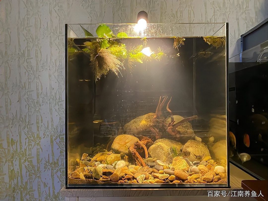 虎魚混養(yǎng)需要多大的魚缸？：關(guān)于魚缸大小的專業(yè)建議：魚缸大小的專業(yè)建議,環(huán)境配置要點(diǎn)