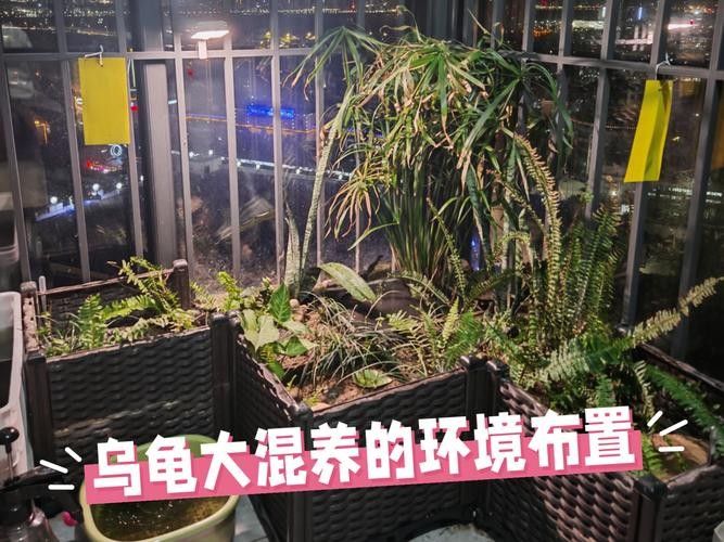 混養(yǎng)初期如何降低打斗風(fēng)險(xiǎn)？：羅漢魚混養(yǎng)避免打架攻略