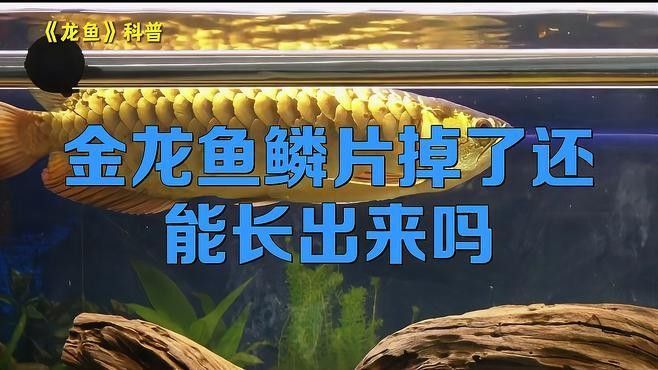 金龍魚鱗片受損怎么辦：養魚小藝