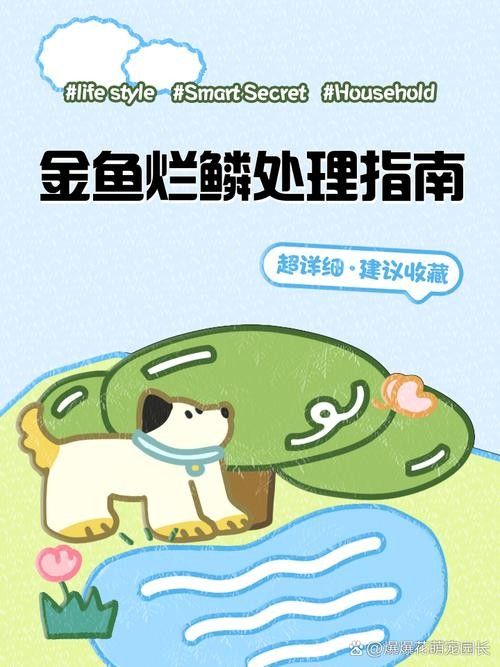 金龍魚鱗片受損怎么辦：養魚小藝