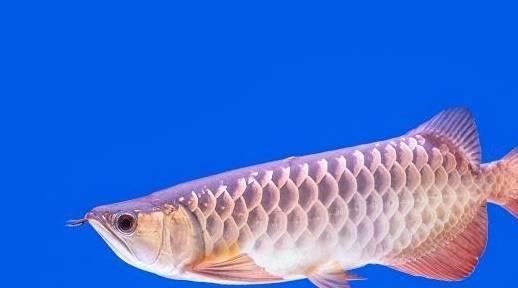 金龍魚鱗片受損怎么辦：養魚小藝