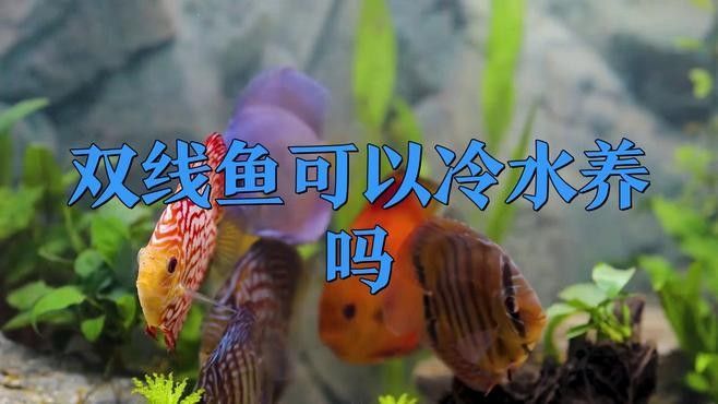 臺灣泥鰍苗和雙線鯽的養殖難度對比：臺灣泥鰍苗與雙線鯽的養殖難度