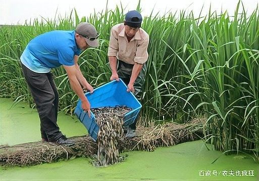 臺灣泥鰍苗和雙線鯽的養殖難度對比：臺灣泥鰍苗與雙線鯽的養殖難度