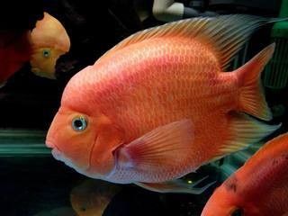 龍魚和鸚鵡魚的最佳混養(yǎng)比例：龍魚與鸚鵡魚混養(yǎng)關(guān)鍵要點(diǎn)