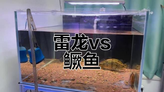 哪些魚會攻擊雷龍魚：thesixlgd展開雷龍魚怎么養(yǎng)大餅百科