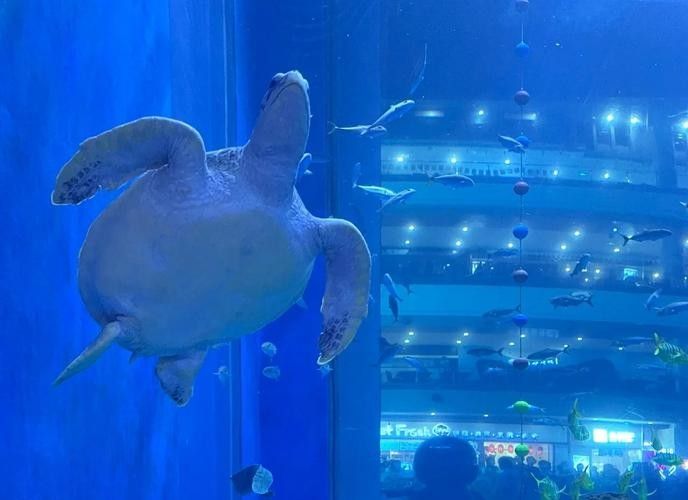成都龍魚閣水族館的營業時間是？：成都龍魚閣水族館怎么樣