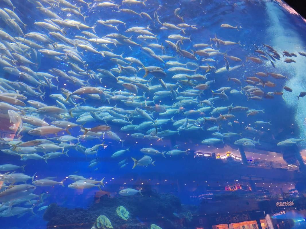 成都龍魚閣水族館的營業時間是？：成都龍魚閣水族館怎么樣