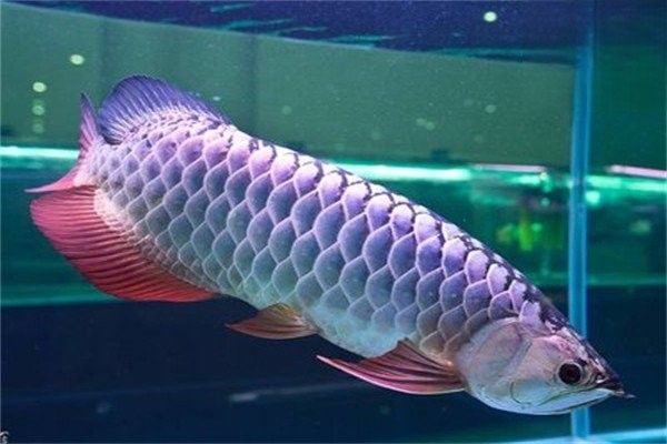龍魚跳缸后多久會死？：雷龍魚跳缸后若未及時發現并處理，多久會導致死亡 龍魚跳缸后多久會死？：雷龍魚跳缸后若未及時發現并處理，多久會導致死亡 龍魚百科 第6張