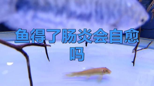 金龍魚腸胃炎會自愈嗎：金龍魚得了腸炎會自愈嗎 金龍魚腸胃炎會自愈嗎：金龍魚得了腸炎會自愈嗎 龍魚百科 第1張