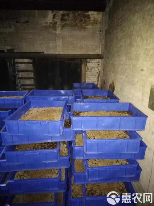 大麥蟲喂龍魚需要消毒嗎？：大麥蟲消毒后如何投喂