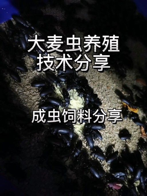 大麥蟲喂龍魚需要消毒嗎？：大麥蟲消毒后如何投喂