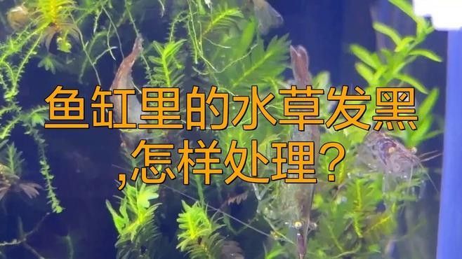 百因美<strong><mark>黑水</mark></strong>素如何使用：百因美<strong><mark>黑水</mark></strong>素使用方法