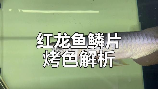 辣椒紅龍魚發色后還會變色嗎：辣椒紅龍發色后仍會繼續變色