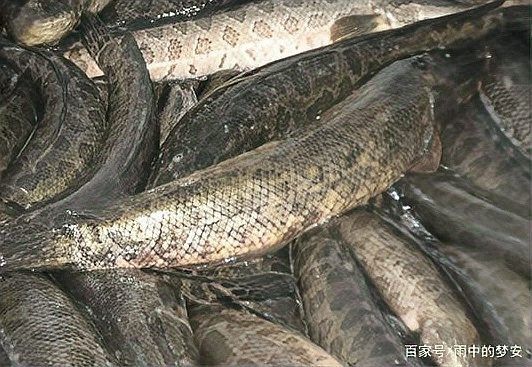 如何預防黑帶黑龍魚疾病？：如何降低黑魚疾病發生率