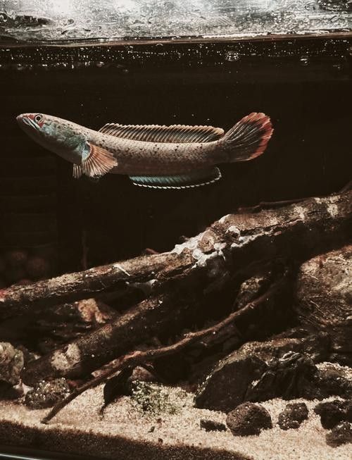 幻彩藍(lán)寶石雷龍魚發(fā)色技巧有哪些：幻彩藍(lán)寶石雷龍魚發(fā)色技巧 幻彩藍(lán)寶石雷龍魚發(fā)色技巧有哪些：幻彩藍(lán)寶石雷龍魚發(fā)色技巧 龍魚百科 第11張