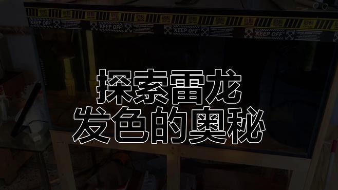 幻彩藍(lán)寶石雷龍魚發(fā)色技巧有哪些：幻彩藍(lán)寶石雷龍魚發(fā)色技巧 幻彩藍(lán)寶石雷龍魚發(fā)色技巧有哪些：幻彩藍(lán)寶石雷龍魚發(fā)色技巧 龍魚百科 第6張