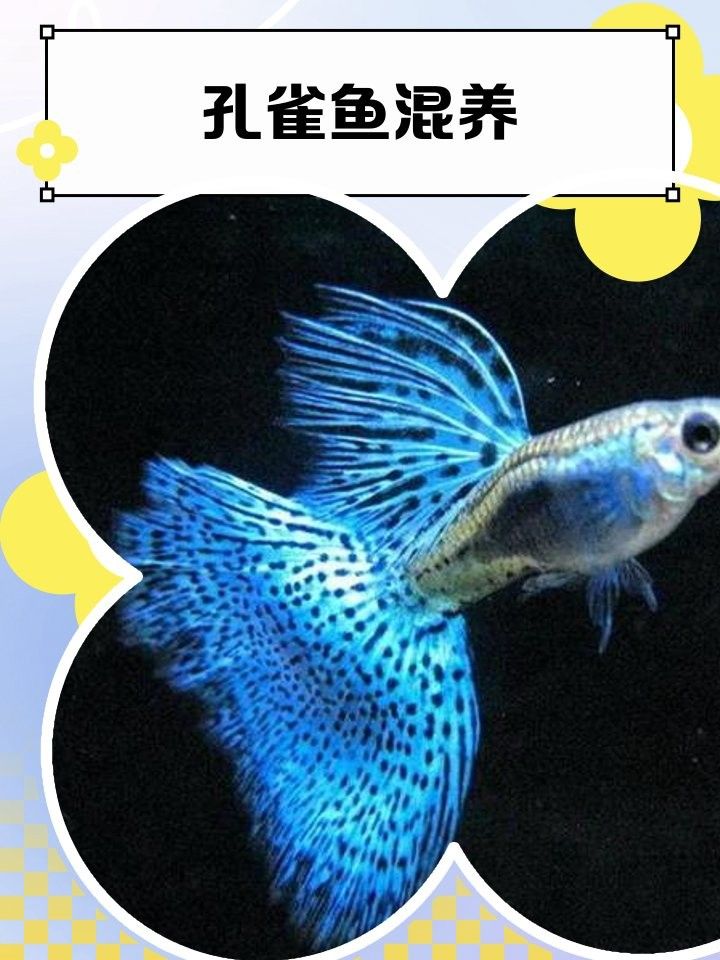 孔雀魚和米奇魚混養會雜交嗎？：孔雀魚和米奇魚混養時通常不會雜交1