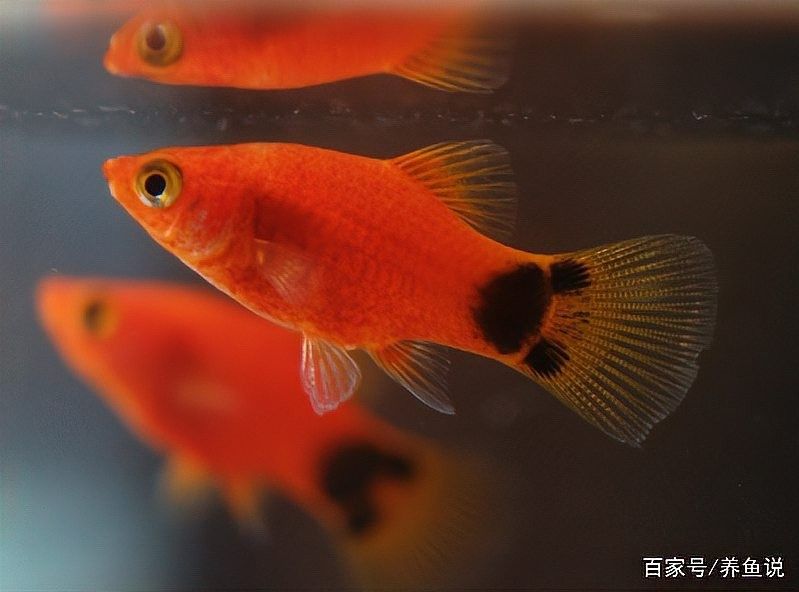 孔雀魚和米奇魚混養會雜交嗎？：孔雀魚和米奇魚混養時通常不會雜交1